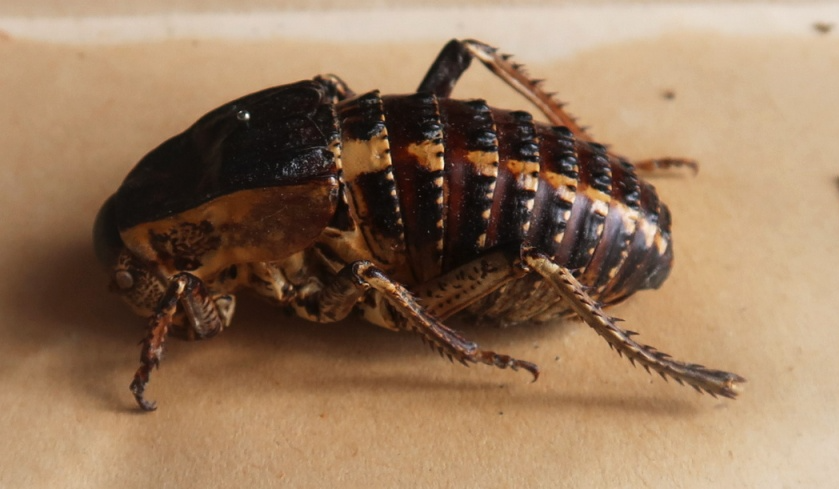 Степной толстун