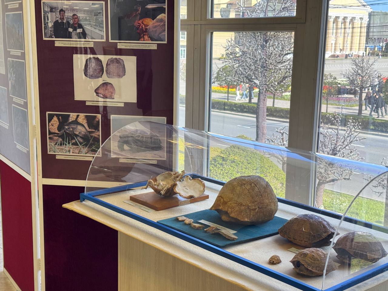 Выставка «История черепахи»