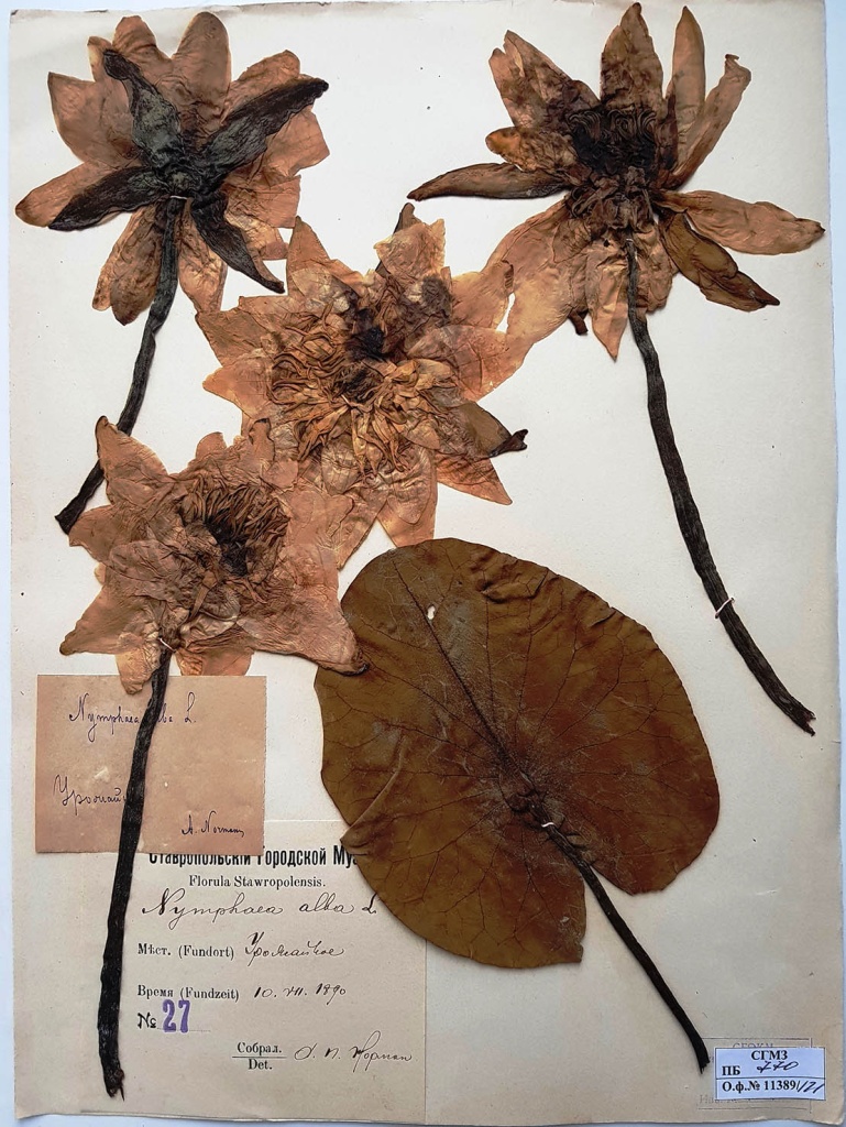 013 Гербарий А.П. Нормана о.ф. 11389-121.jpg