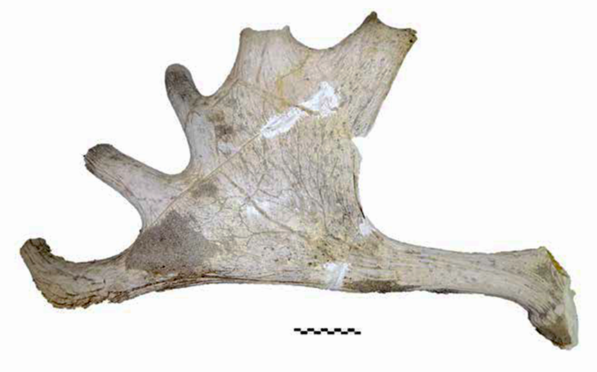 04 Рог большерогого оленя Megaloceros stavropolensis Titov et Shvyreva 2016 (СГМЗ оф 31306-6).png