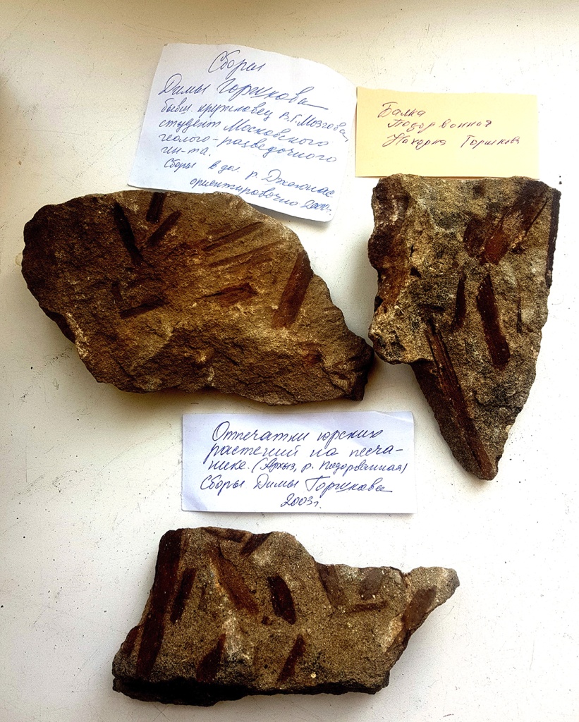 Рукой А.К. Швыревой подписаны сборы отпечатков юрских растений ее ученика - Д. Горшкова. Архыз. р. Подорванная. 2003 г..jpg