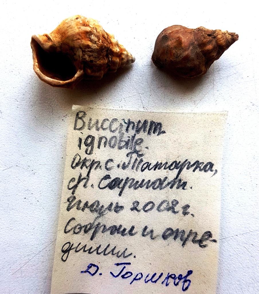 Брюхоногие моллюски среднего сармата близ Татарского городища. Сбор и определение Д. Горшкова 2002 г..jpg