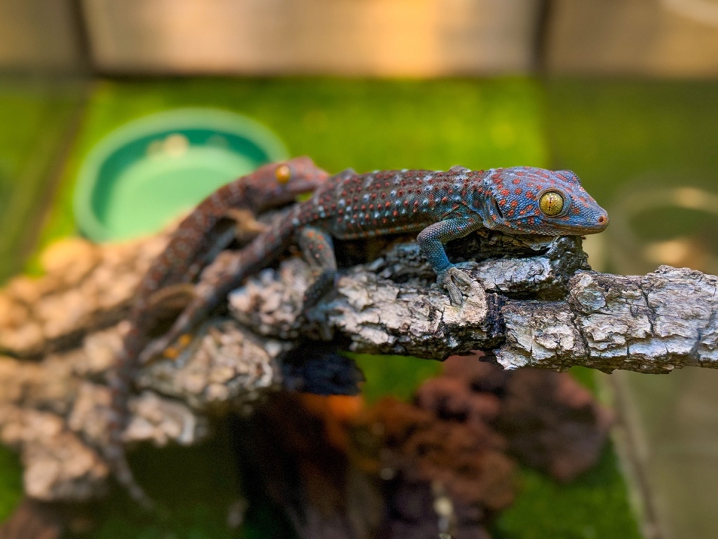 Выставка «Экзотический мир дома»