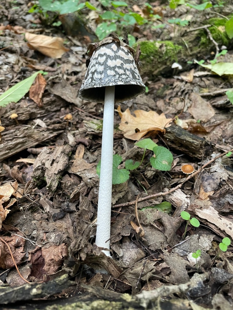 Навозник смолистый.jpg