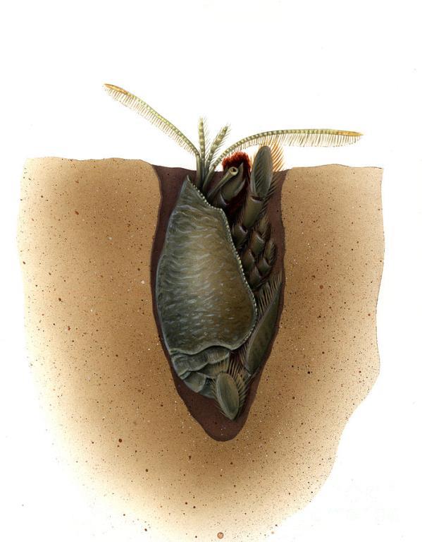 05 эмерита в норке.jpg
