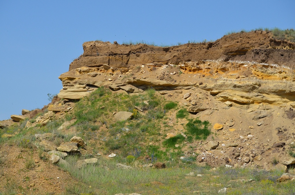 03 Разрез в котором обнаружили черепаху.jpg