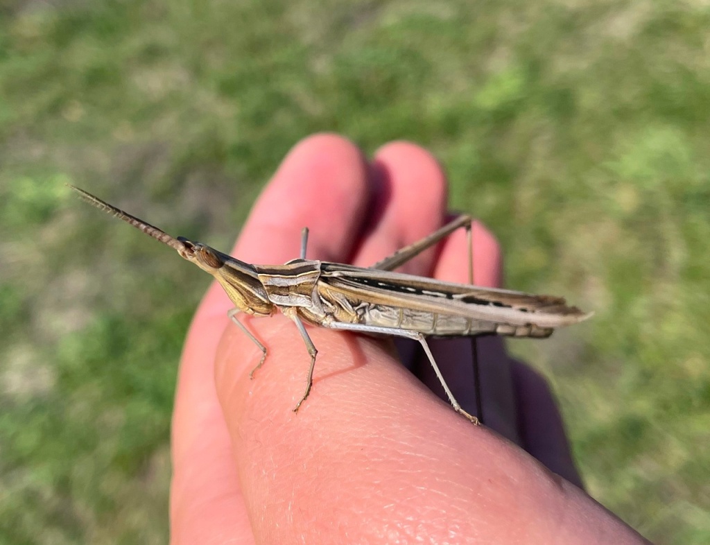 Акрида венгерская.jpg