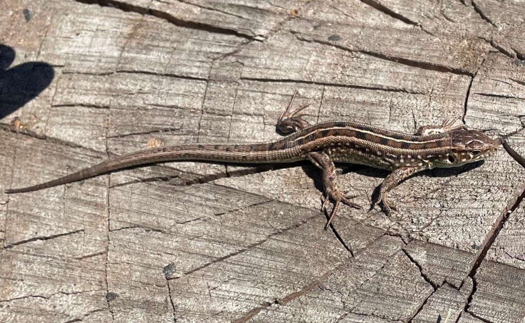 Прыткая ящерица 1.jpg