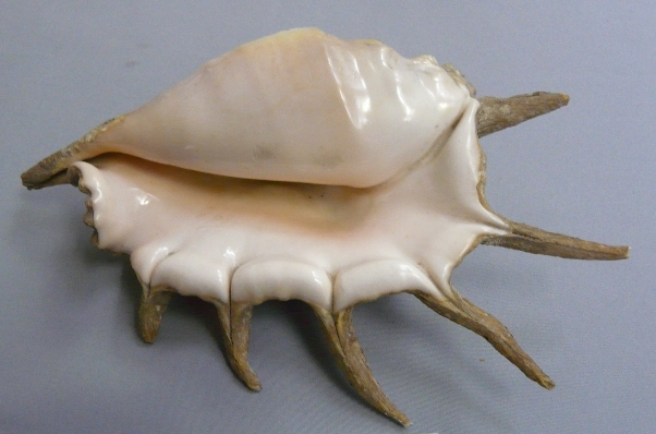 Кое-что о моллюсках