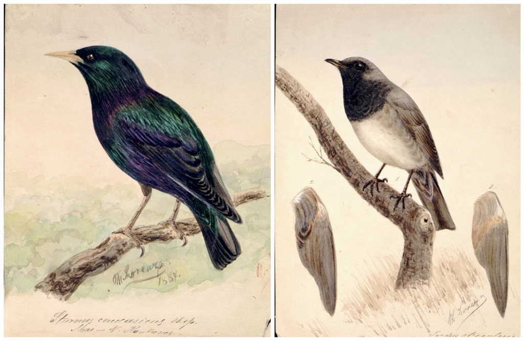 Ф.К. Лоренц. Скворец. Гравюра. 1884 г. Чернозобый дрозд. Гравюра. 1890-1909 гг. Из фондов Государственного Дарвиновского музея.jpg