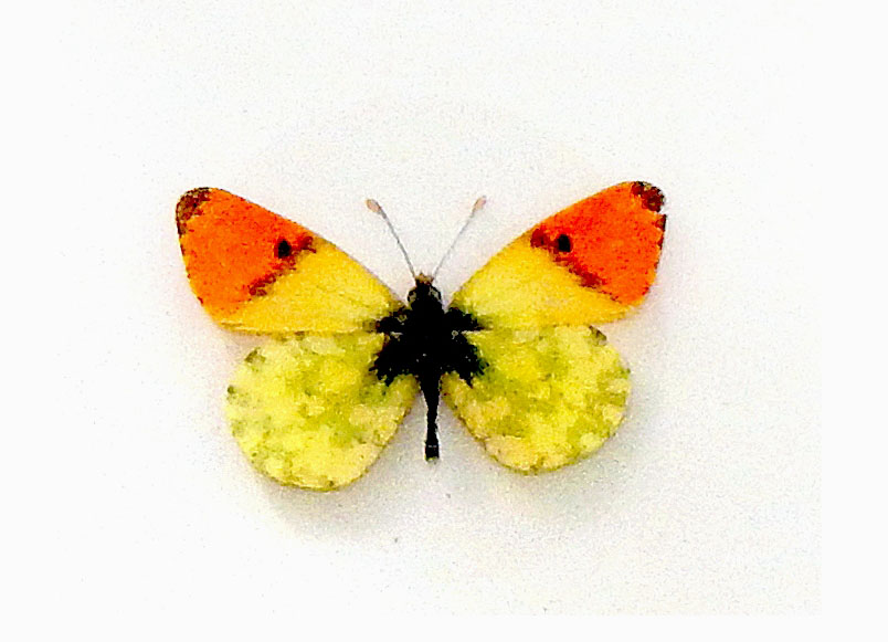 4 Зорька Дамона (Anthocharis Damone).JPG