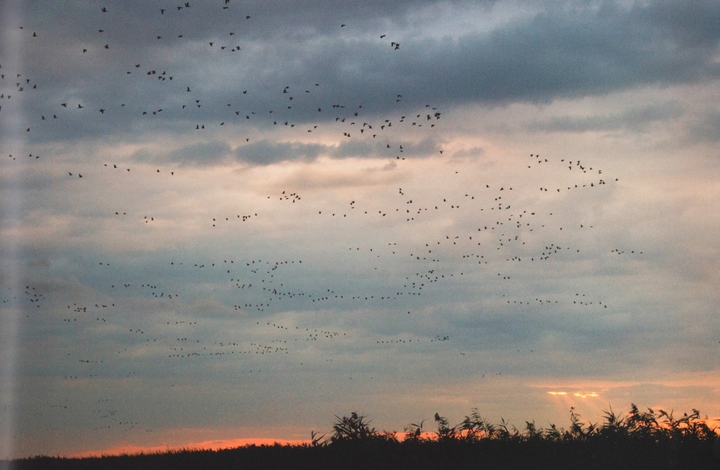 Птицы на оз. Маныч.jpg