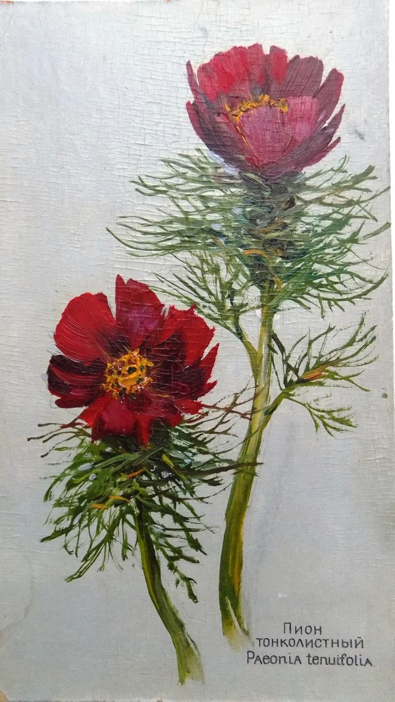 Гречишкин П.М. Пионы. Иллюстрация к книге Сохраним для потомков..JPG