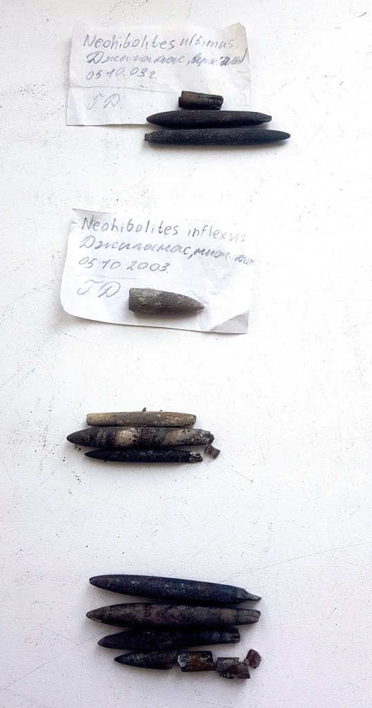 Белемниты с верховьев р. Белой. Джиланас. 2003. Сборы Д. Горшкова..jpg