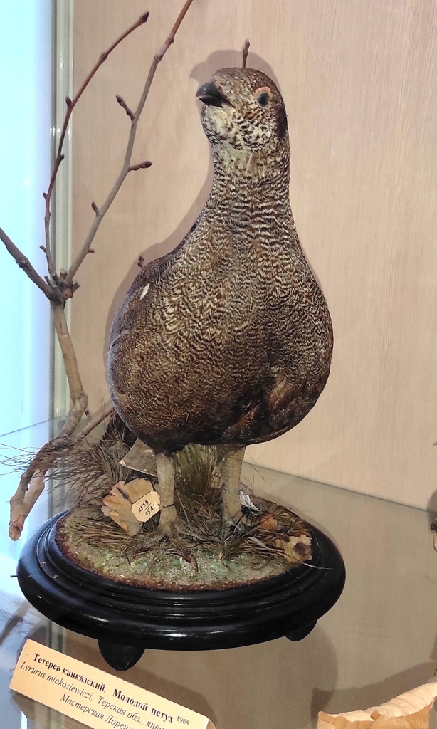 Фото 9 Тетерев кавказский. Молодой петух. Чучело. Мастерская Лоренца 1900 г. Из фондов Ставропольского музея-заповедника.jpg
