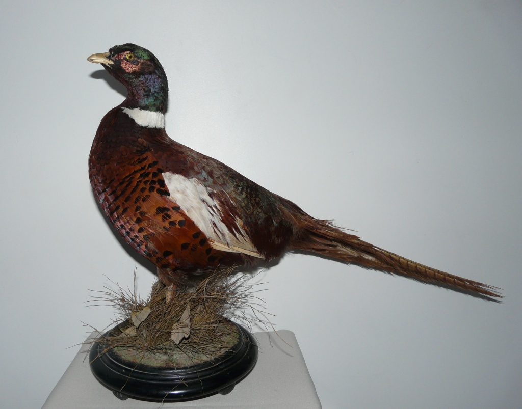 Таксидермист Ф.К. Лоренц. Часть 2