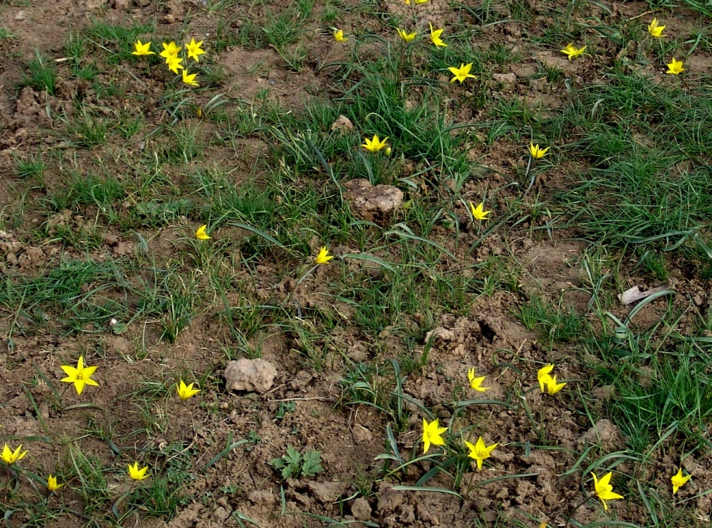 Тюльпан Биберштейна. Маныч. Фото Доронина И.В..jpg
