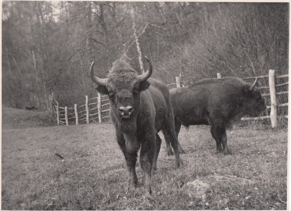 Зубры. кавказский заповедник 1960-е гг..jpg