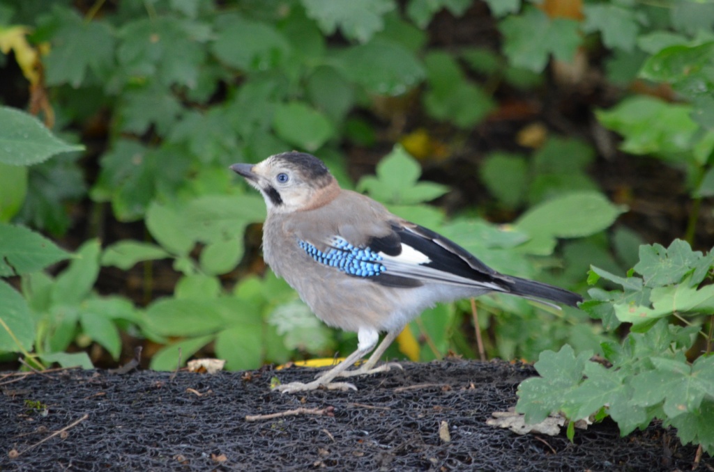 Распространители дубов на Татарском городище