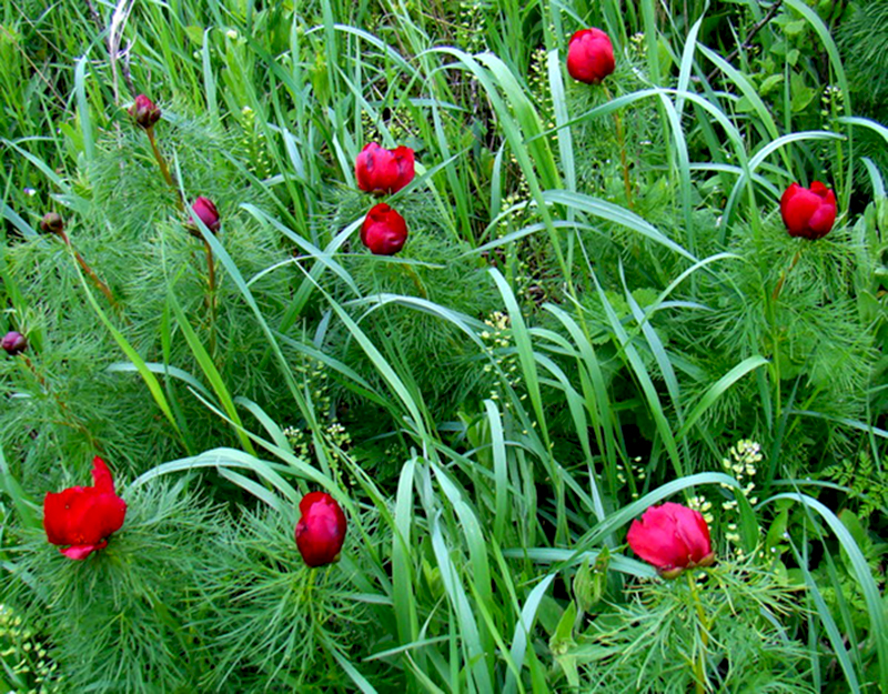 Пион тонколистный. Фото Данилевич В.Г..jpg