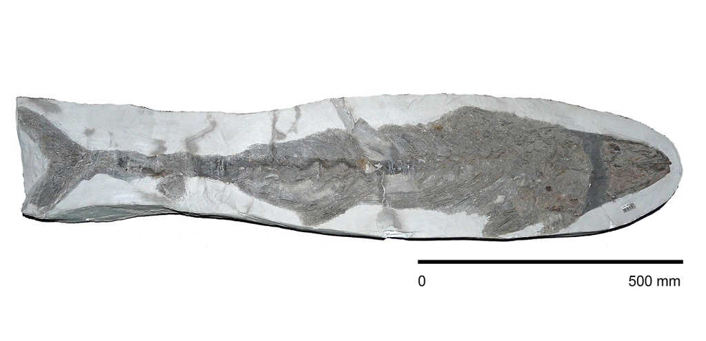 01 Тунец Sarmata prozritelevi Bogachev 1933 (СГМЗ оф 8739).jpg