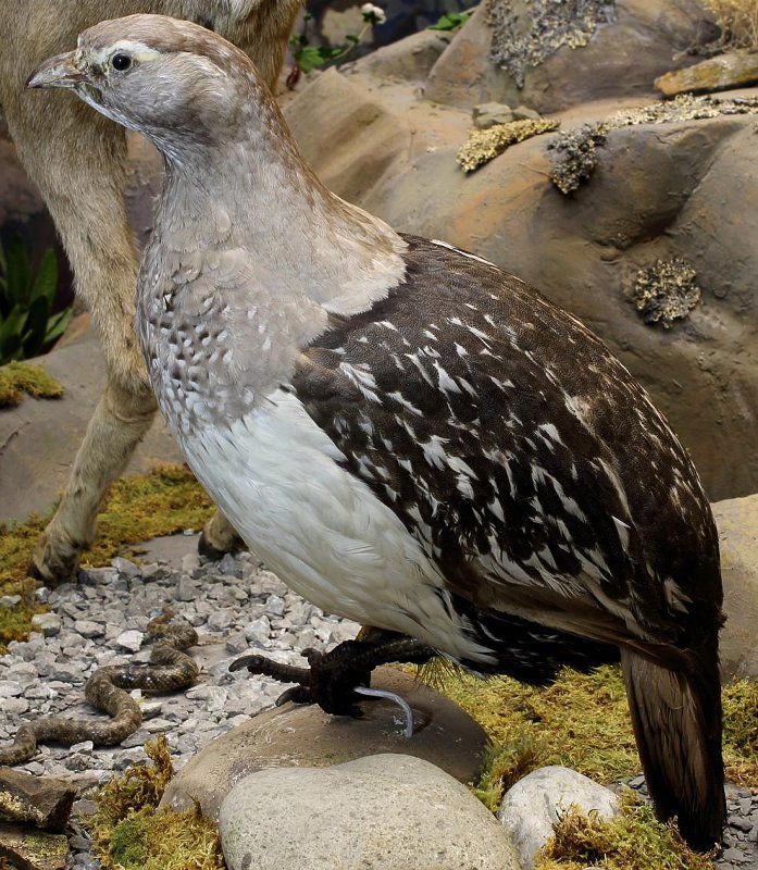 фото 6. Лоренц Федор Карлович. Чучело. Алтайский улар. 1909 г. Из фондов Государственного Дарвиновского музея.jpeg