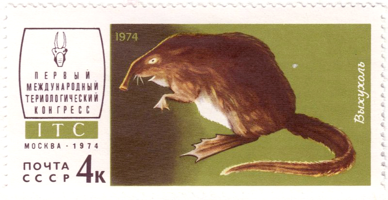 06 Почтовая марка Выхухоль. СССР, 1974 г. Из фондов Пермского краеведческого музея.jpeg