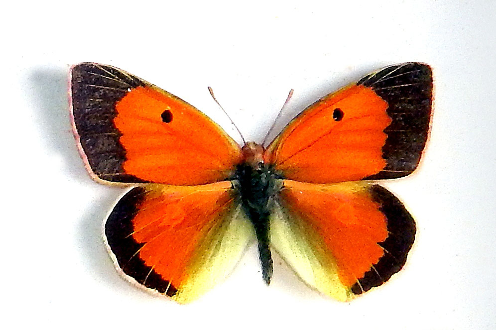 2 Желтушка Аврорина (Colias aurorina).JPG