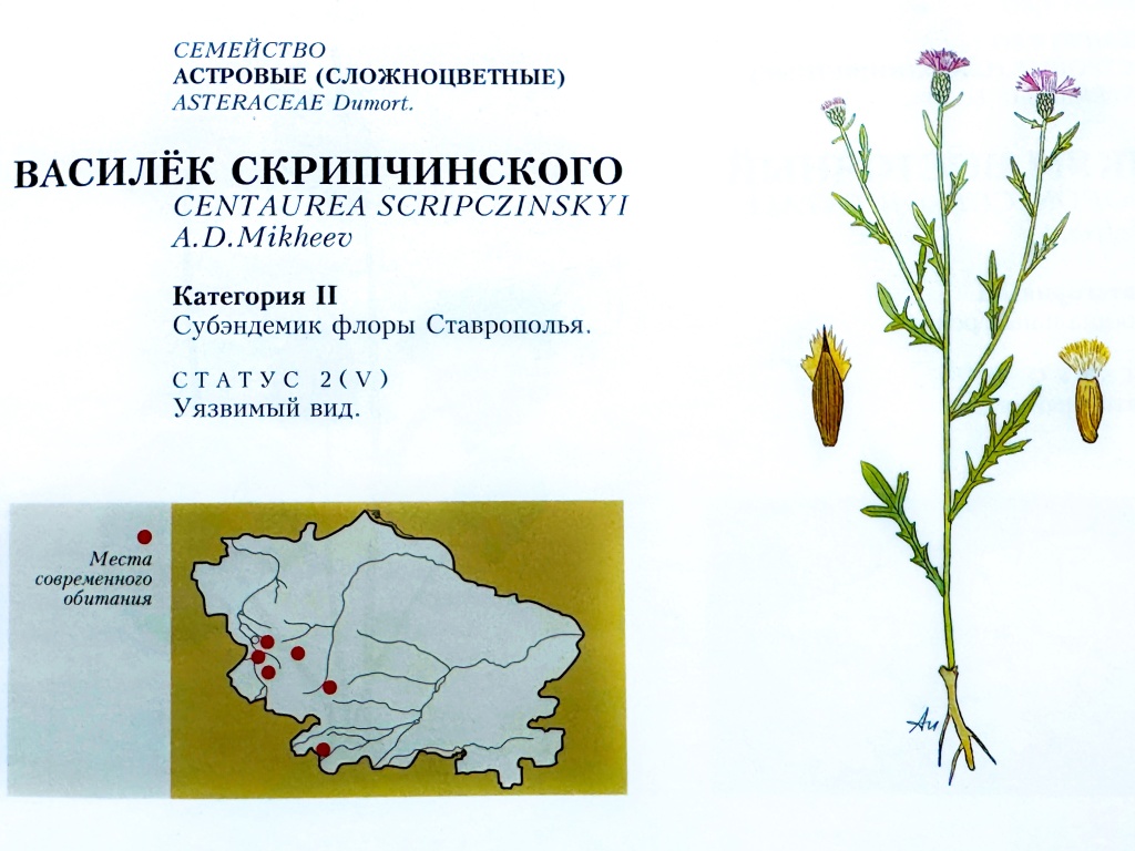 23 Василёк Скрипчинского Centaurea sckripchinskii Miheev.jpg