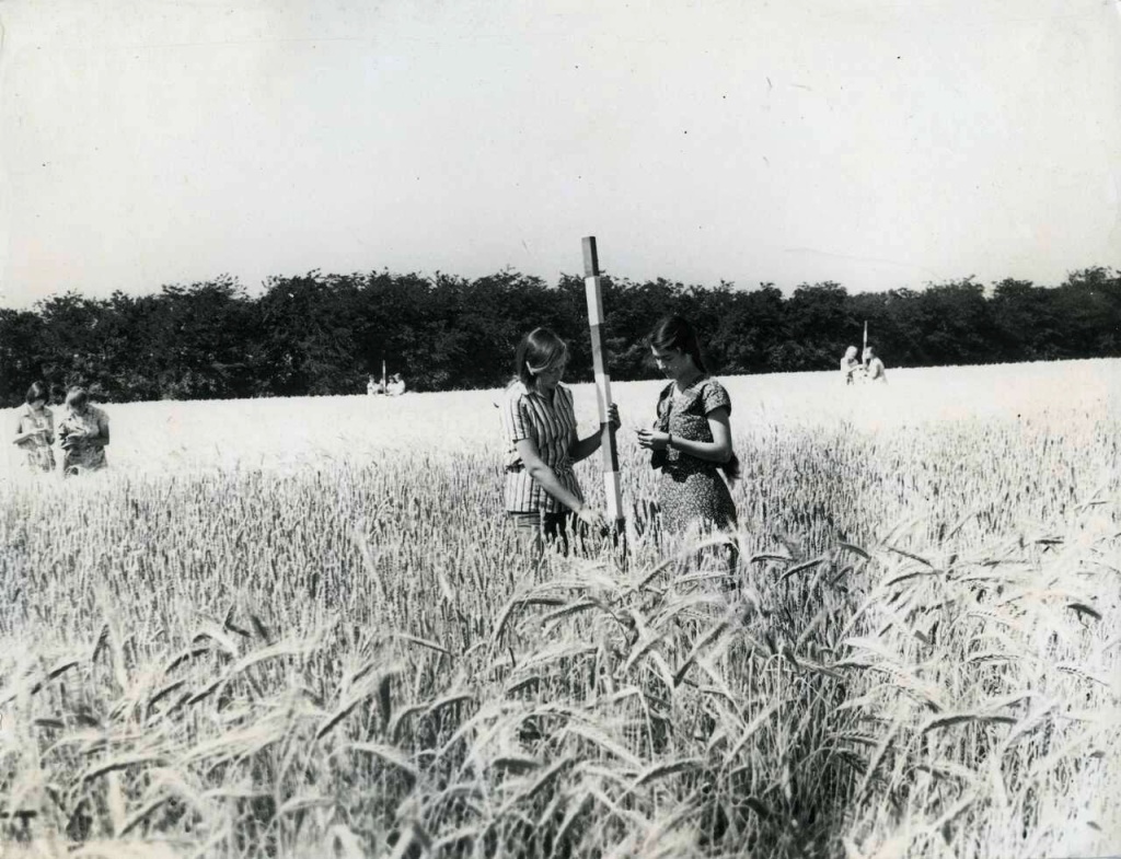 6. Члены ученической бригады Луцкая Марина и Алексеева Наташа определяют рост пшеницы. ст. Григорополисская. 1979 г..jpg