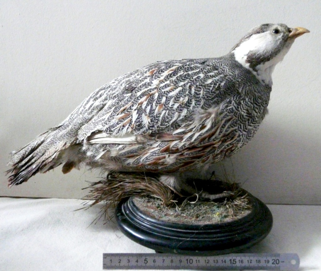 Фото 12 Кавказский улар. Самец. Чучело. Мастерская Лоренца 1897 г. Из фондов Ставропольского музея-заповедника.jpeg