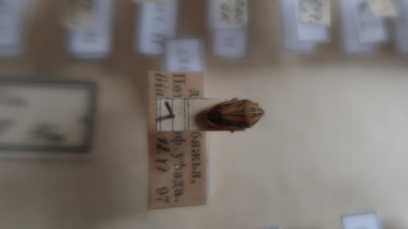 Щитник остроголовыйJPG.JPG