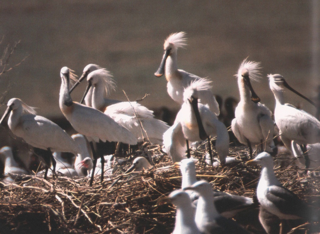 Колпицы на оз. Маныч.jpg