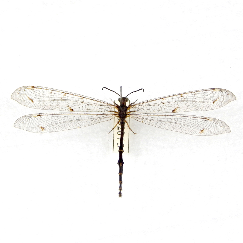 МУРАВЬИНЫЙ ЛЕВ.JPG