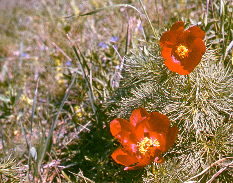 Фото Гниловского В.Г. 1960-е гг..jpg