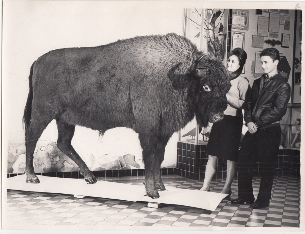 1 - Зубр в экспозиции музея. 1964 г..jpg