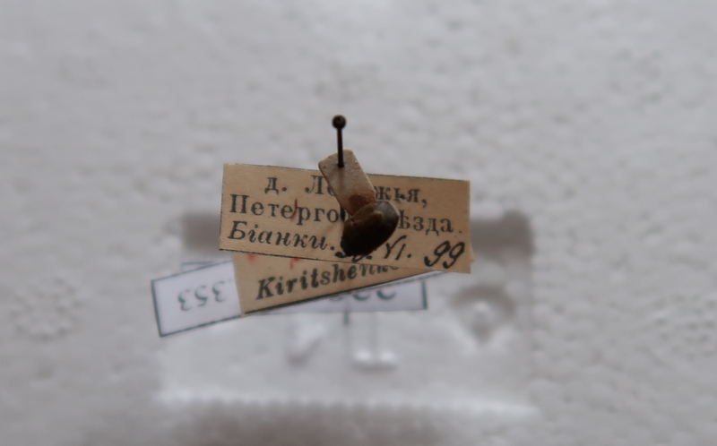 Щитник мелкийJPG.JPG