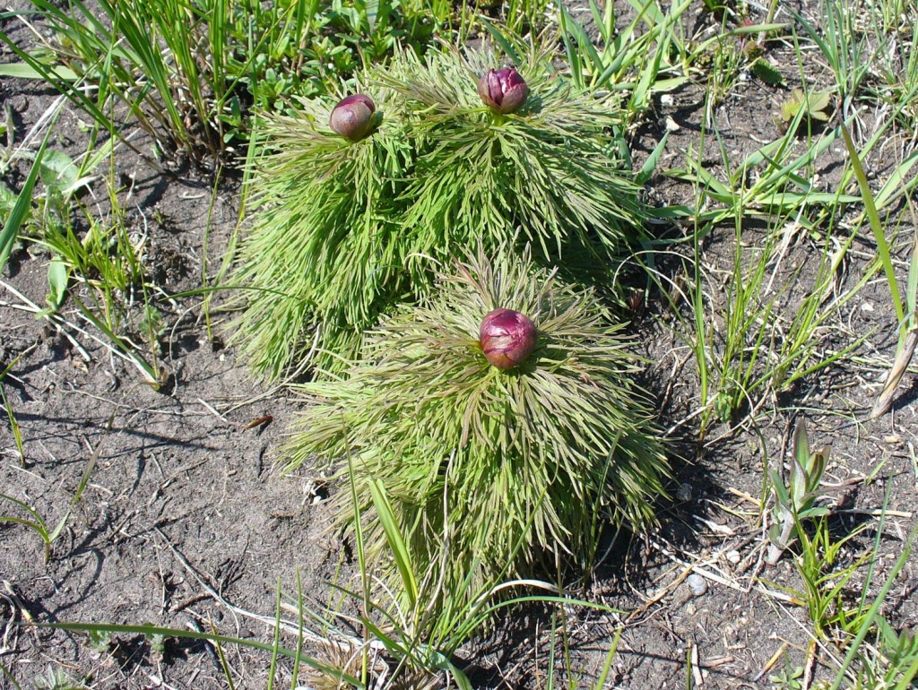 Фото Доронина И.В. 2013 г..jpg