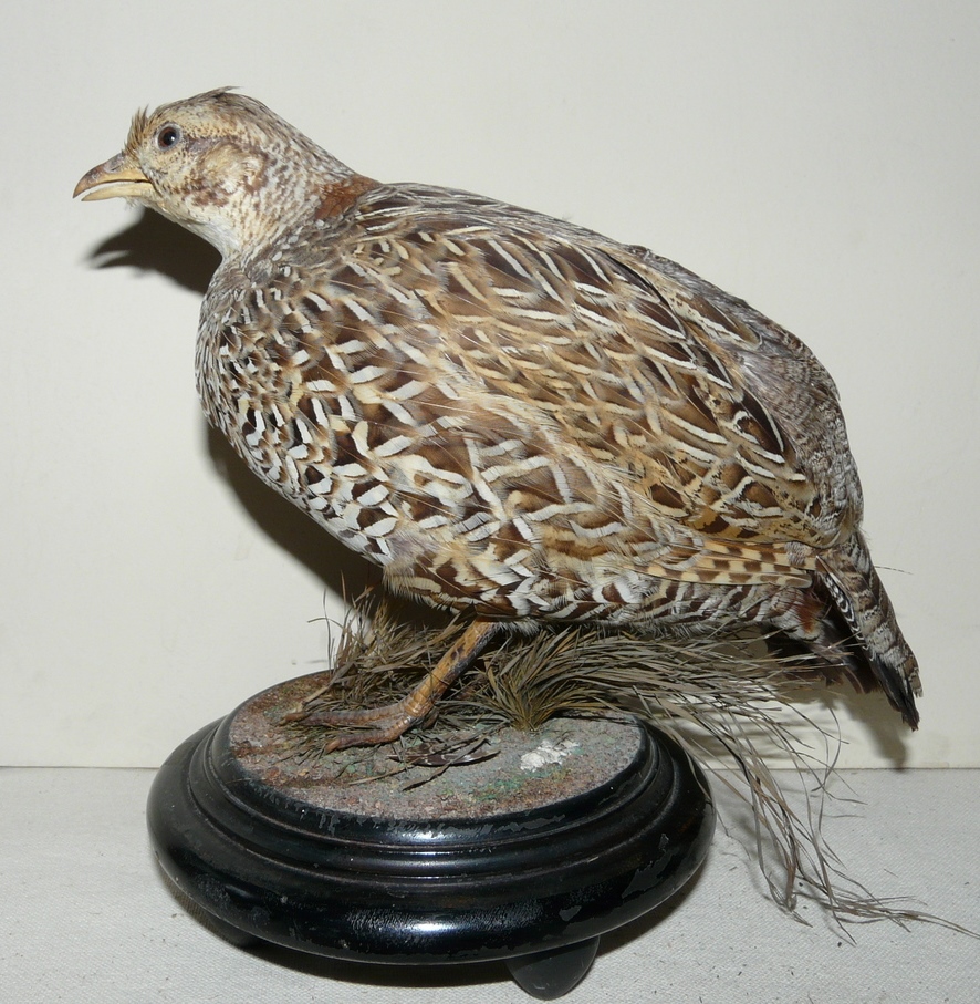 Фото 11 Турач самка. Чучело. Мастерская Лоренца начало XX в. Из фондов Ставропольского музея-заповедника.JPG