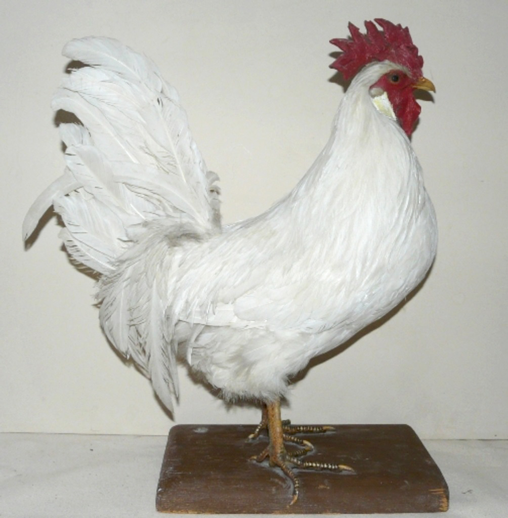 05. Курица русская белая. Чучело. 1955 г. Из фондов Ставропольского музея-заповедника.jpg