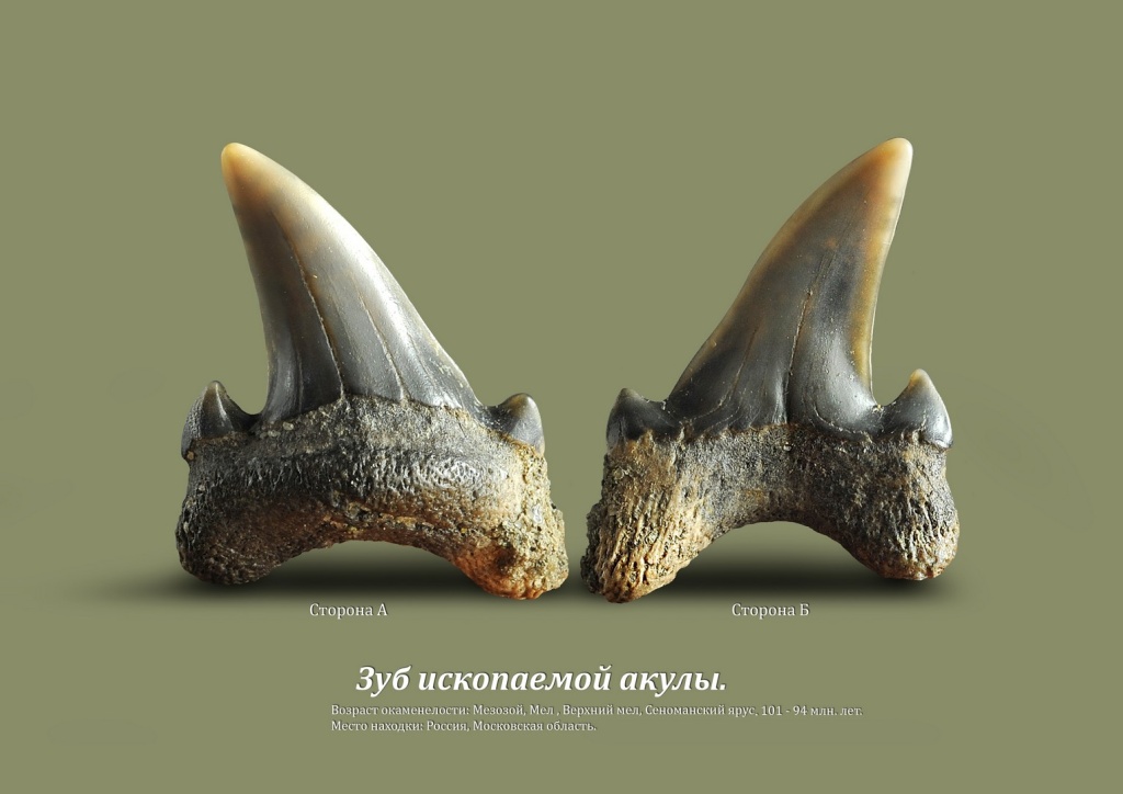 Выставка «Уникальный микромир ископаемых акул»