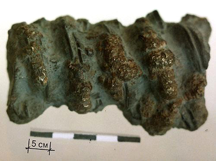 Позвонок изтиозавра из витрины отдела природы найденный Д. Горшковым в ущелье Джагонас Карачая.jpg