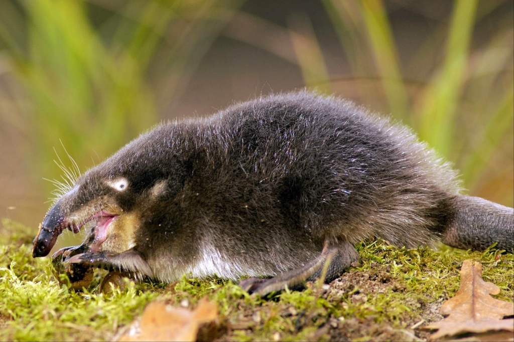 05 Русская выхухоль. Источник vk.com.JPG