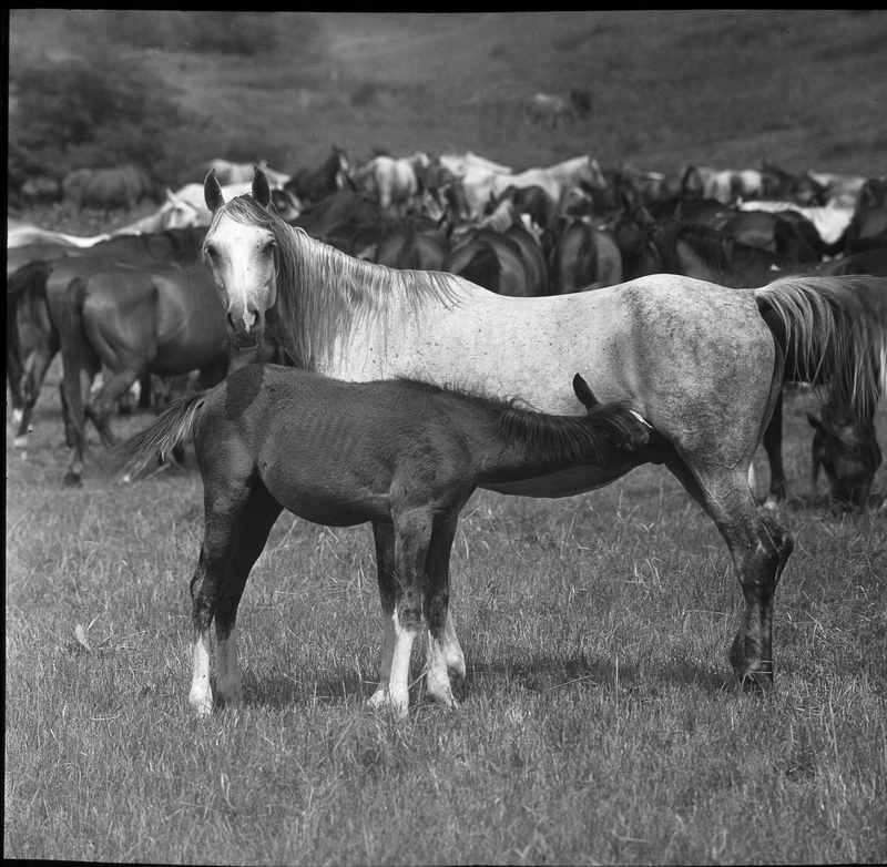 На Терском конном заводе.jpg