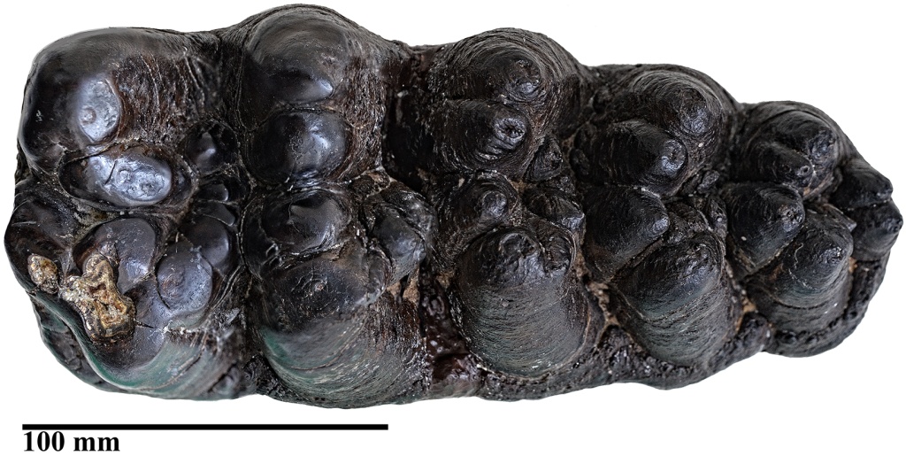 Зуб бугорчатозубого мастодонта.jpg