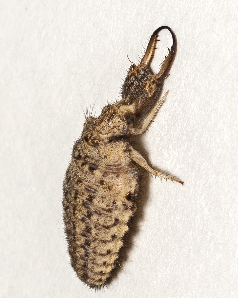 Личинка муравьиного льва.JPG