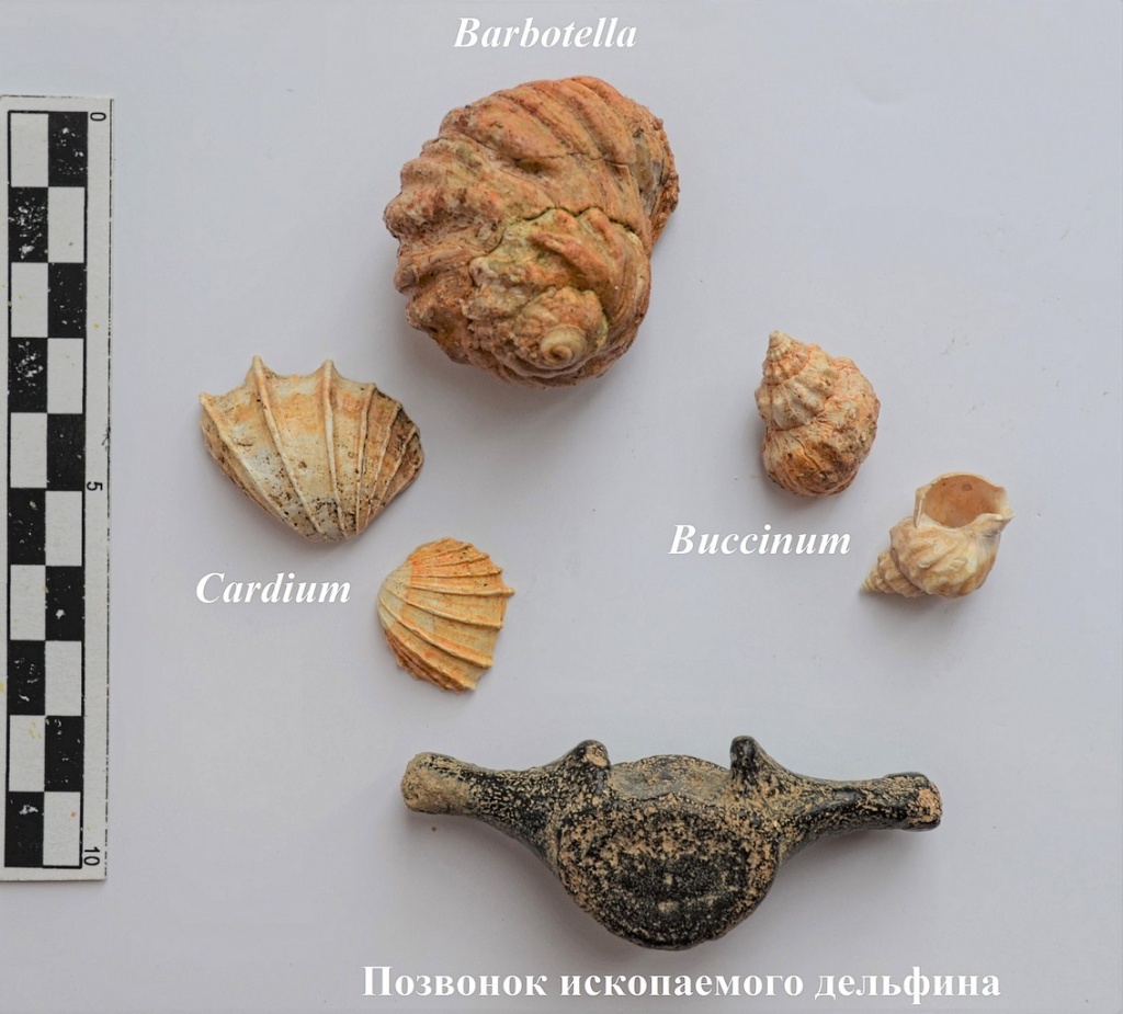 Ископаемые остатки обитателей Сарматского моря найденные на Татарском городище. Из фондов Ставропольского музея-заповедника.jpg
