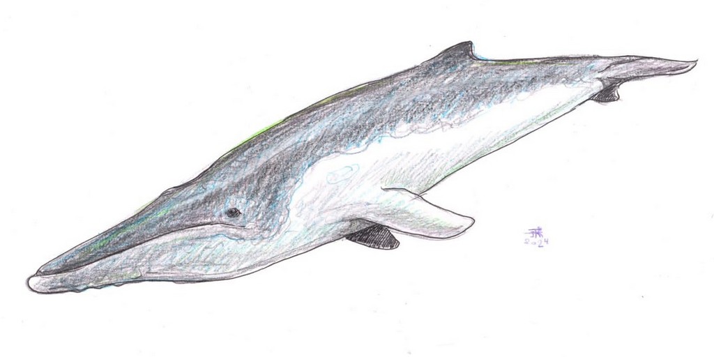 Реконструкция кита из Вишневой балки. Автор - К.К. Тарасенко старший научный сотрудник ПИН РАН главный хранитель фондов музея кандидат биологических наук .JPG