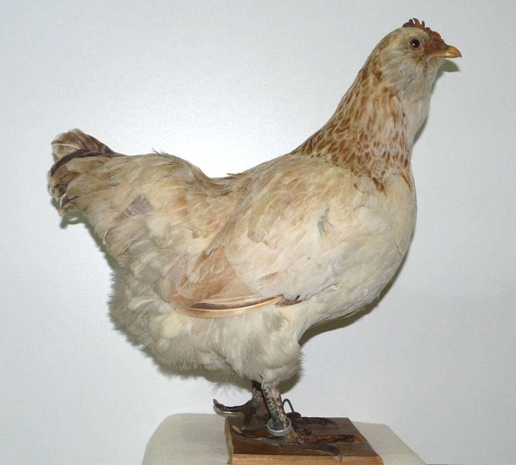 Окольцованная курица