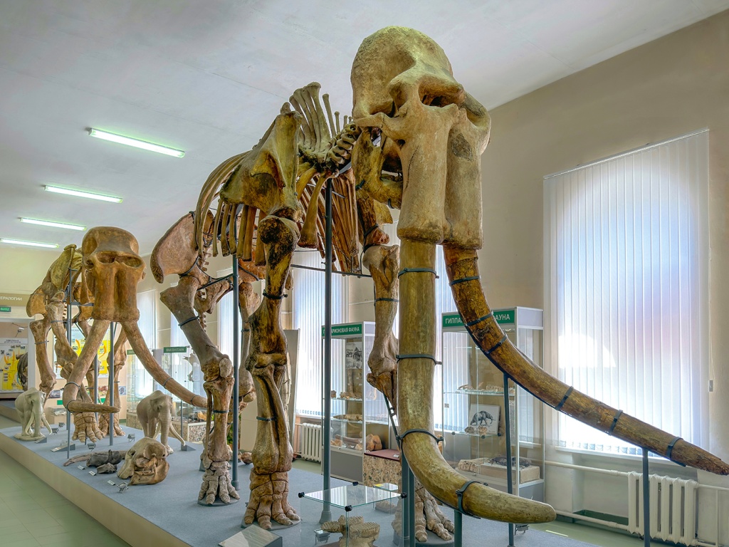 Южные слоны.JPG